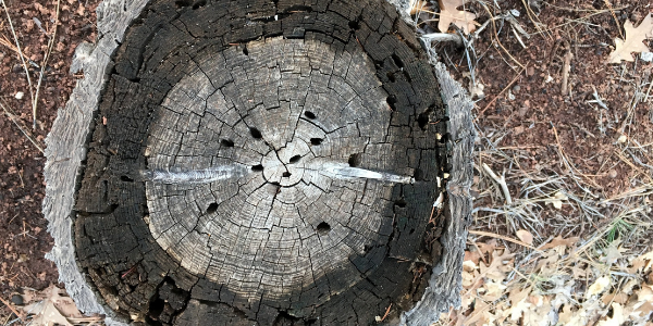 Tree rings, photo by Alan Levine