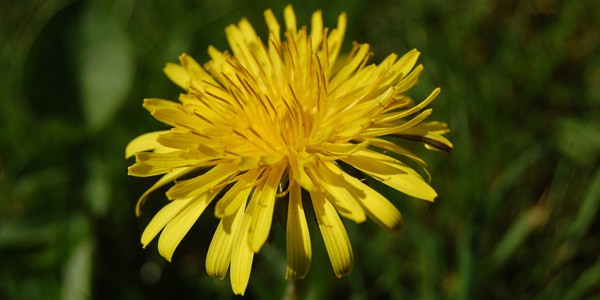 Secret Medicines from Your Garden, by Ellen Evert Hopman | Spiral ...